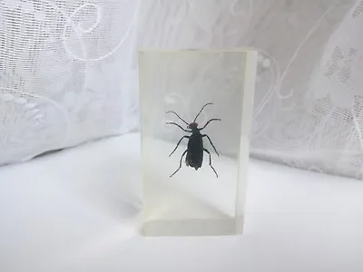 Vintage Small Black Beetle In Epoxy Resin Taxidermy Beetle • $7.99