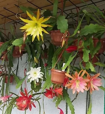 Epiphyllum Orchid Cactus 8 Unrooted Cuttings • $25