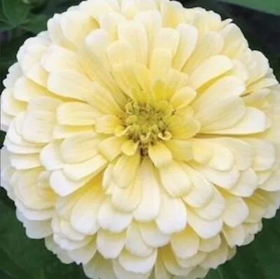 40 Zinnia Giant Dahlia Flowered  Buttercream  Seeds • $4.59