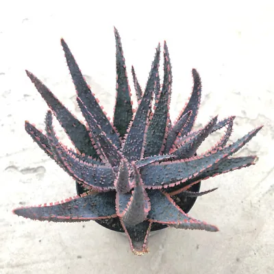 $20.95 • Buy Aloe, 'Purple Haze', Comes In A 3.5  Pot 