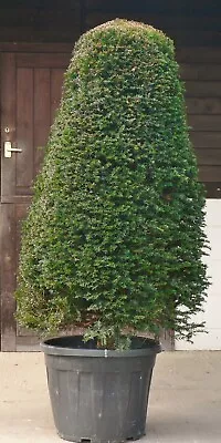 Real Extra Large Yew (taxus Baccata) Cone Shaped Topiary UK Grown • £290