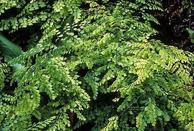 Hardy Himalayan Maidenhair Fern - Adiantum - Gallon Pot • $29.99