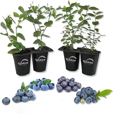 Blueberry Variety Pack - 4 Live Starter Plants - For Your Edible Garden • $29.97