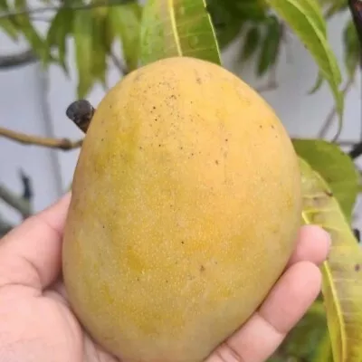 Grafted Mango Julie  (Mangifera Indica Julie) Live Tropical Fruit Tree 3’-4’ • $85.49