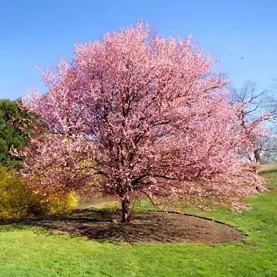 2 Kwanzan Japanese Flowering Cherry Trees - 8-14  Tall Live Plants - 2.5  Pot • $53.49