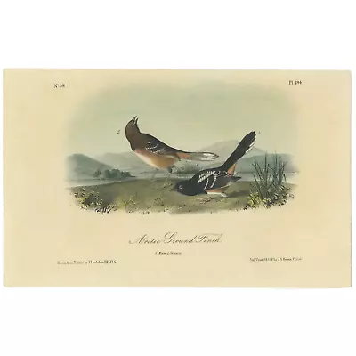 Audubon Birds Octavo 2nd Ed 1856 H/c Lithograph Pl 194 Arctic Ground Finch • $25.35