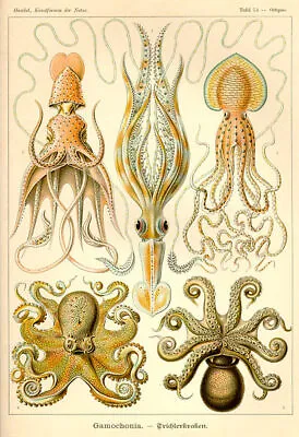 Ernst Haeckel Ocean Sea Octopus Biology Science Giclee Canvas Print • $11.99