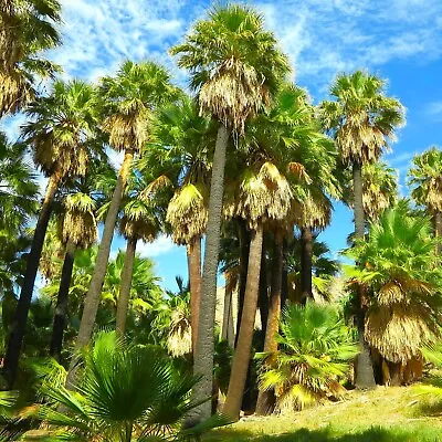 Giant California Palm Tree Seeds | Washingtonia Plant Seed 2024 Fast Shipping • £7.88