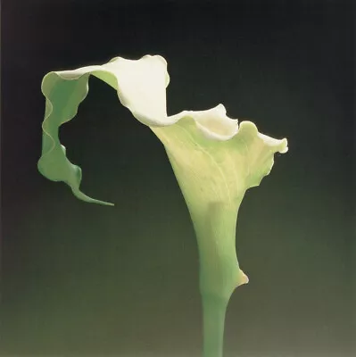 Robert Mapplethorpe - Calla Lily 1988 • $675.91