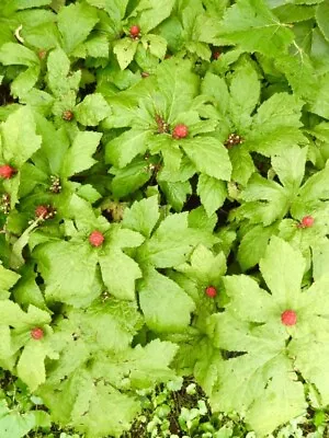 5 Goldenseal Root Bareroot Native Medicinal Forest Garden Sustainable Wildflower • $8.99