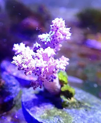 VERY RARE Koji Wada Pink Nephthea Frag Purple Tree Soft Coral Frag  • $195