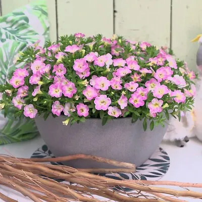 Calibrachoa 'Can-Can Fancy Francy'. Plug Plant X 4. Bedding For Hanging Baskets • £12.95