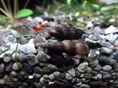 20X + 2 XTRA Malaysian Black Trumpet Snails. Clean Up Crew Pets. Free Delivery  • £5.60