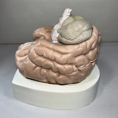 Vintage Anatomy Model Of The Human Brain Made In West Germany • $299.99