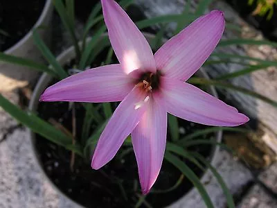 Rain Lily Habranthus Wheeler Dealer 1 Bulb NEW RARE Zephyranthes • $18