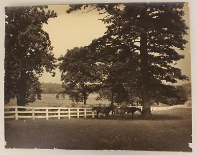 11x14 Silver Print Of Kentucky Horse Farm W/ Large Oak Trees • $149.99