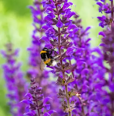 Salvia MEADOW SAGE Blue Purple Attracts Bees Hummingbirds Perennial 200+ Seeds! • $4.48