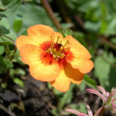 £8.99 • Buy Cinquefoil Plug Plants Potentilla Tonguei Trailing Flower Perennial, Pack Of 3