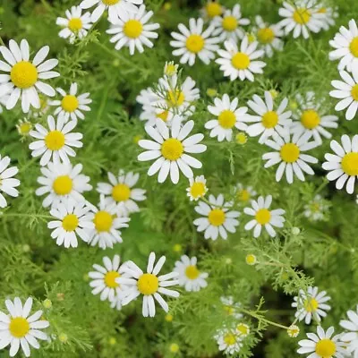 Thompson & Morgan Chamomile Herb Seeds Annual Garden Flowers 1 Pack 700 Seeds • £2.99
