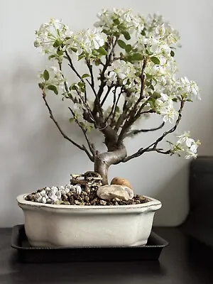 Crab Apple Bonsai Tree • £120