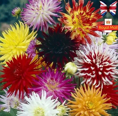 Dahlia 25 Seeds Cactus Mix Large Double • £1.79