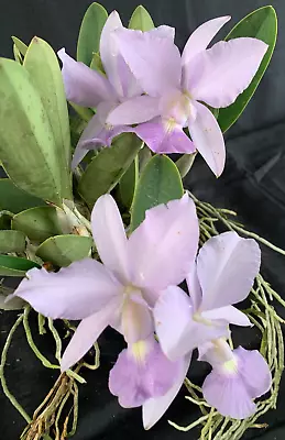 RON Cattleya Orchid Special Quality C Walkeriana X Sib ( Tipo 'Fruity X Coerulea • $110