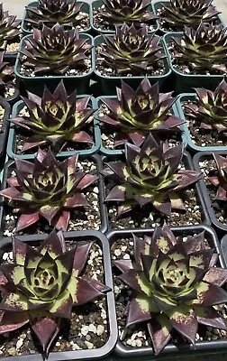 Echeveria Agavoides ‘ebony’ ( California) 1x Pup Nice Succulent 05/12/2023 • $70