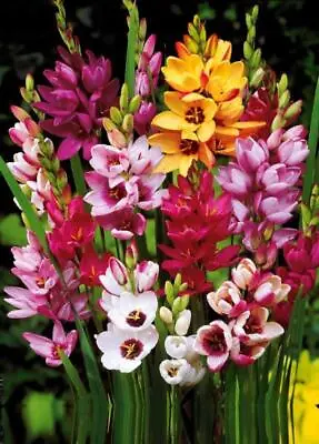 15 IXIA CORN LILY Bulbs/Corms Hardy Perennial GardenSummer Flowering Plant Now • £4.99