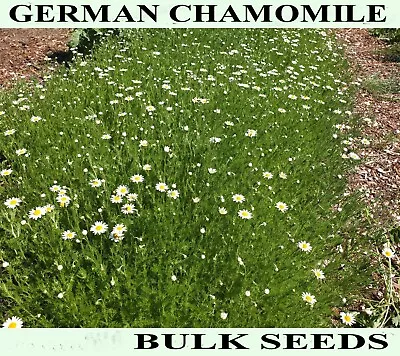 GROW 21000 GERMAN HERB CHAMOMILE BULK SEEDS Officinalis Matricaria • £6.99