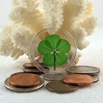 Genuine Rare 5 Leaf Clover Good Luck Charm Floating In A Pocket Token CH-5L • $19.95