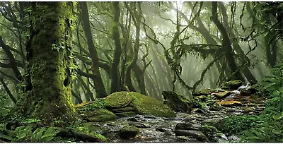 Foggy Forest Terrarium Background Stream Green Huge Tree Reptile Habitat Backgro • $14.99