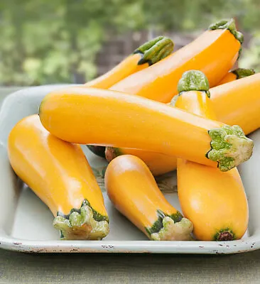 10 Golden Zucchini Squash Seeds - Free Ship - Summer Squash  Tasty ! USA !! • £2.41