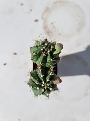 Gymnocalycium Crested Parents Mix X 2 Rare Cactus Succulent #8 • $24.99