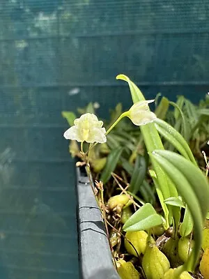 $28 • Buy AAO Orchid-Bulbophhllum Newportii(Rare)species