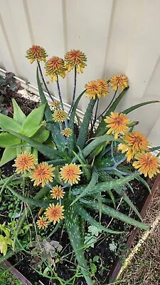 Aloe Sinkatana - Very Attractive Flowers • $23.95