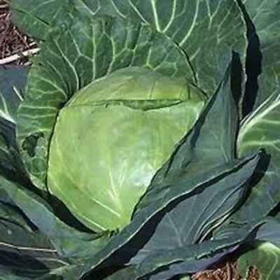 500+ Late Flat Dutch Cabbage Seeds -- Heirloom -- NON GMO --- FRESH • $2.18