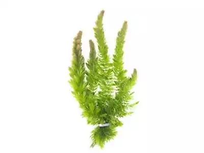 Live Hornwort Plant - 2 Extra Large Bunches Of Pond Plants By Aquatic Arts • £12.59