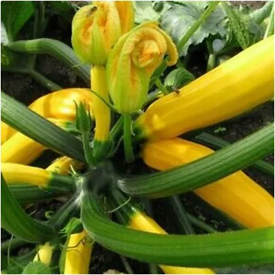 Courgette Yellow F1 'Butterstick' Plug Plants X 3 'Grow Your Own' • £9.99