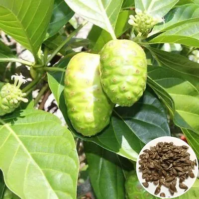 Hat Giong Cay Nhau | Morinda Citrifolia Seeds | Noni Seeds 1 Gram • $7