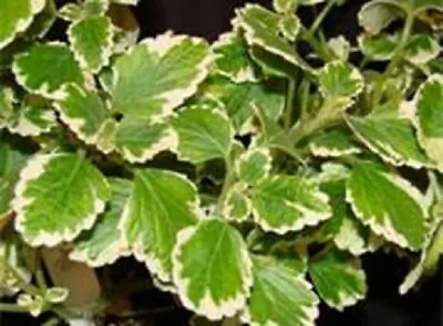 Green & White Variegated Swedish Ivy Starter Plant • $5.49