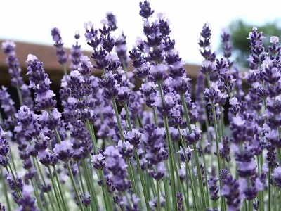 £9.99 • Buy 3x Lavender Vera Plug Plants, Perennial, Fragrant, Purple-blue Flowers