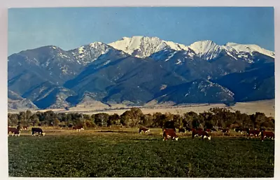 Man Mountain Beef Cattle Montana MT Vintage Postcard • $2.65