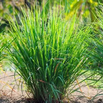 50+ Lemon Grass Seeds (cymbopogon Citratus) FRESH Non-GMO Garden Seeds • $1.99