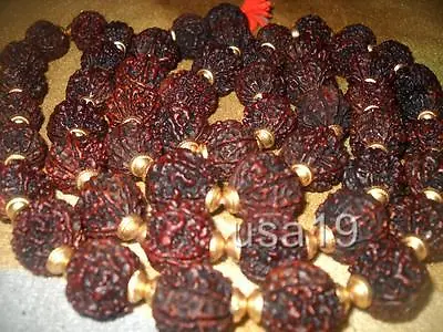 7 Mukhi Rudraksha Seven Faced Rudraksh Rosary Original 100% Authentic Mala • $297