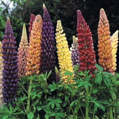 £4.80 • Buy 6 Lupin Russel Hybrids Mixed  Hardy Herbaceous Perennial   Plug Plants