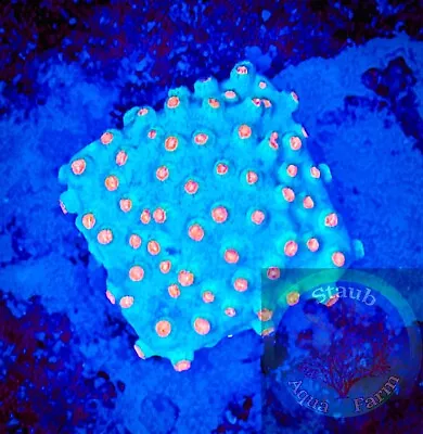 SAF~Meteor Shower Cyphastrea Coral Frag“WYSIWYG” SPS Lepto Coral Colony • $39.99