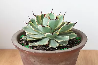 Variegated Agave Kissho Kan - Rare Lucky Crown Agave - 190mm Pot Size • $71.45