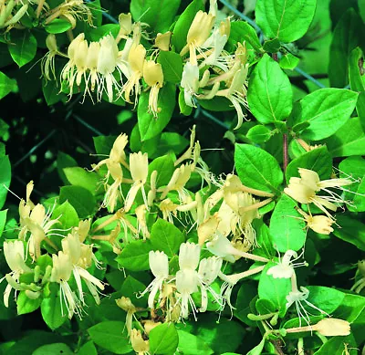 £31.99 • Buy Suttons Honeysuckle 'Halliana' Deciduous Flowering Hardy Shrub 1x 3L Pot