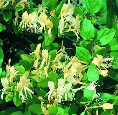 £49.99 • Buy Suttons Honeysuckle Halliana Deciduous Flowering Perennial Shrub 2x 3L Pots