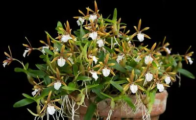 BIN- Dinema Polybulbon -Great Miniature Species Collector's Item- Fragrant!  • $54.99